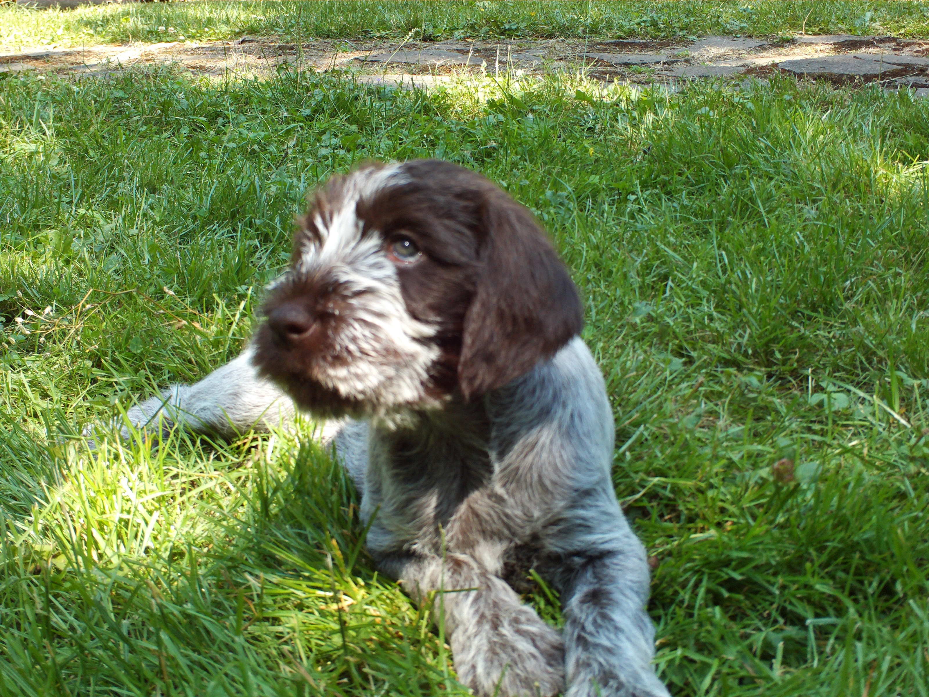 Wirehaired Pointing Griffon Korthals Puppies For Sale Wirehaired